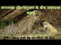 Wild Confrontation Jaguar Vs Crocodile The Ultimate Clash Of Predators
