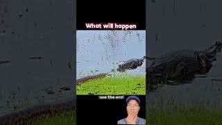 Download lagu Crocodile vs python! mp3