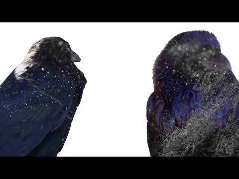 Sid Le Rock - Raven (Fly On Me)