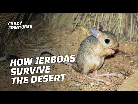Jerboas: How This Furry T-Rex Survives the Desert