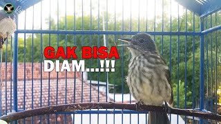Download lagu GAK bisa DIAM, Siri Siri Lain Cepat RESPON GACOR Jika Dengar Suara Siri Siri GACOR Ini mp3 Download lagu GAK bisa DIAM, Siri Siri Lain Cepat RESPON GACOR Jika Dengar Suara Siri Siri GACOR Ini mp3