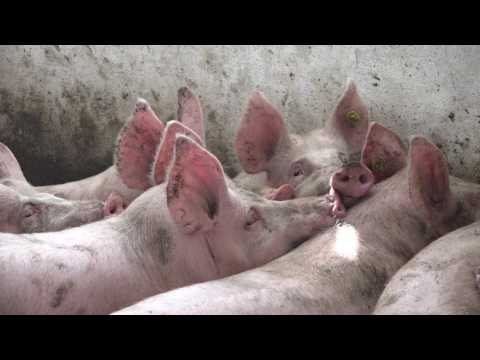 Naša priča ep.93 02.06.2017.