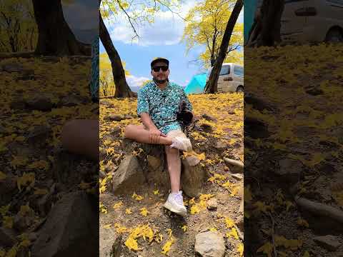 florecimiento de los Guayacanes en Mangahurco Zapotillo Loja Ecuador 🇪🇨 #ivanaventuras #guayacanes