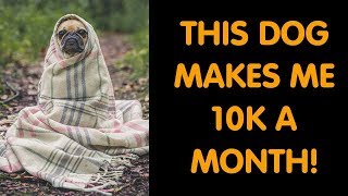 Make Money Posting Pictures of Your Dog or Cat!