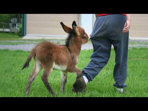 When The Animal Distribution System Chooses You 😊 Cutest Animal Videos