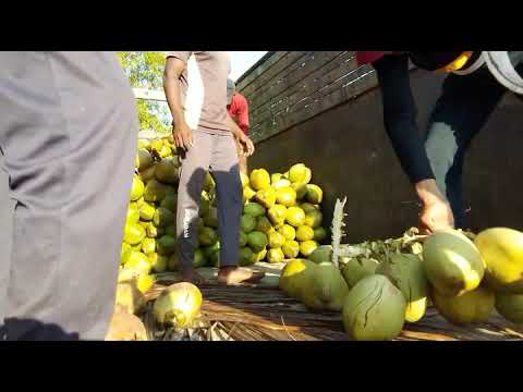 Tender coconut karnataka