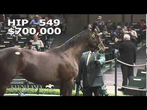 2014 September Yearling Sale - Hip 549 (Tiznow - Countess Lemonade)
