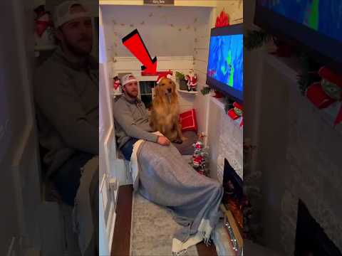 Köpekler HER ZAMAN Sizi SEVECEK! 🥰🐕