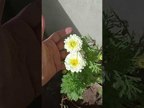 my chrysenthemum