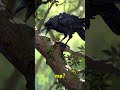 The Power Of Words The Crow And The Fox Viralshorts Anime Animation 3d Story Foryou Shorts