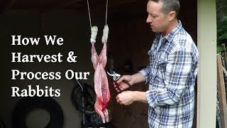 How We Harvest and Process Our Rabbits