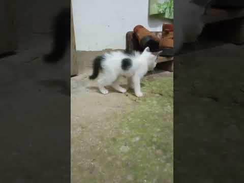 cute#cat#madu #catlover #cute