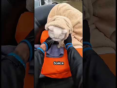 😿🌊Бедный котик застрял на машине во время наводнения🥺 #рекомендации #cat #спасение