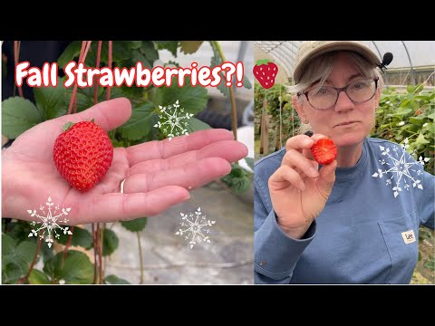 Hydroponic Strawberries Late Into Fall 🍓 High Tunnel Harvest & Overwintering Experiment