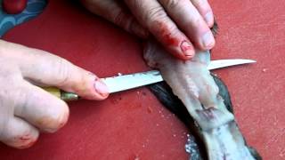 preview picture of video 'Fillet a Rainbow Trout - Bennett Springs Missouri'