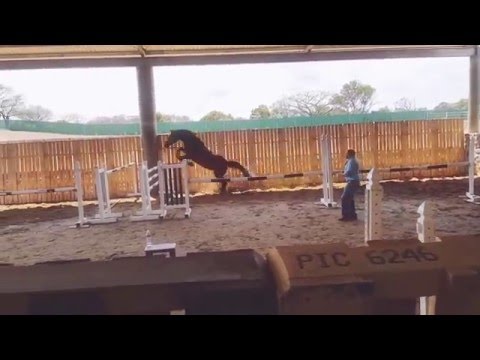 Diaura 5 yo mare Diarado x Acobat x Cassini