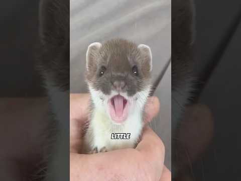 Zorilla: Africa's rodent nightmare ​#animals #science #shortfeed #wildlife #zorilla