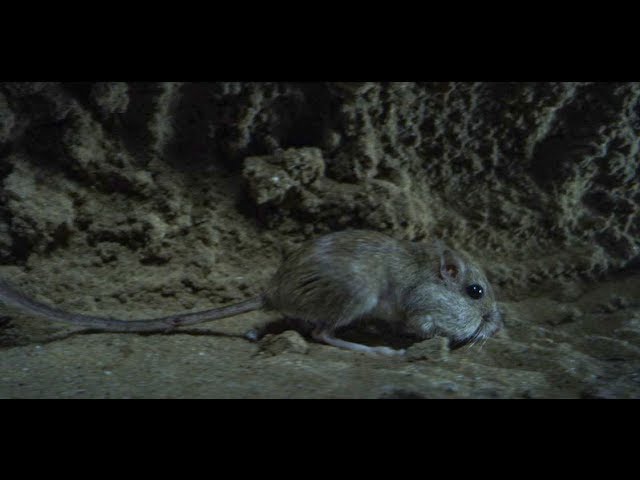 Video Teaser für Laowa 24mm f/14 Probe Lens Footage: Mouse Sequence (Credit to Alex Jones)