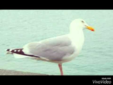 La grâce des goélands et des mouettes tridactyles