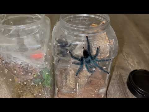 Old World vs New World Tarantulas. What’s The Difference?!!