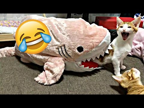 lustige Katzen Videos zum totlachen 😂| vergiss nicht, den Kanal zu abonnieren 🥰