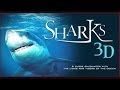 SHARKS 3D IMAX | Official Trailer