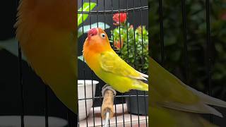 Download lagu Burung Lovebird Ngekek Gacor mp3