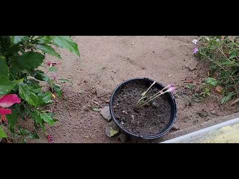 Começou as chuvas na região do Araripe Ceará 