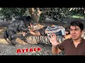 Jungle Janwar Ny Attack Kr Dea Javed Pr