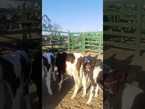 PREÇO DE BEZERROS NA FEIRA DO GADO DE VENTUROSA #gado #pecuarista #youtubeviral #fazenda #agro