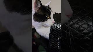 New family member Ore 😻 #adoptedcats #foryou #cat #cute #happyday #shots