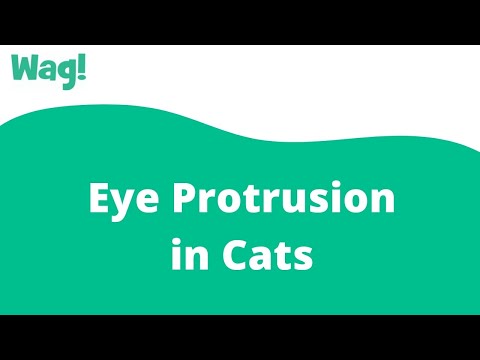 Eye Protrusion in Cats | Wag!