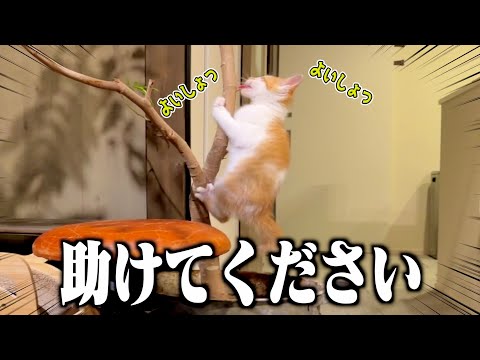 木登りを覚えた子猫のイタズラが限界突破している件について。
