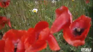 Mark Knopfler   Don't crash the ambulance 2004
