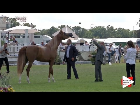 2nd - N.73 BS KARANJI - Chantilly 2016 ABCE - Colts 2 years old (Class 7)
