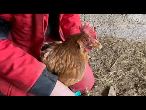 Notfall Legedarmentzündung - Alternative/ergänzende Maßnahmen #legedarm #legenot #legedarmproblem