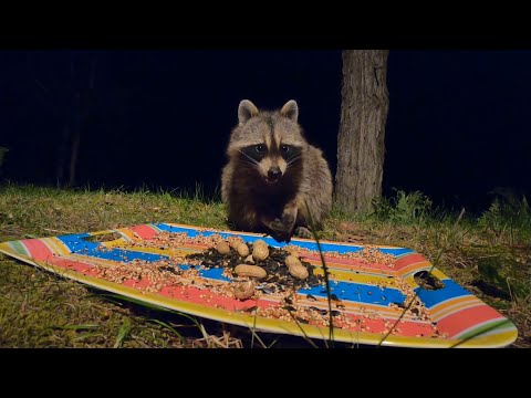 10 hour - Hungry Raccoons at Night - July 15, 2022