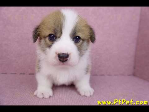 10/10雙色柯基犬母幼犬2號