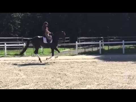 Fair Play du Hans hanovrien 5 ans par Furstenball/Hotlune