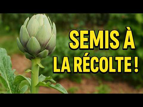 download lagu mp3 mp4 Faire Pousser Des Artichauts, download lagu Faire Pousser Des Artichauts gratis, unduh video klip Faire Pousser Des Artichauts