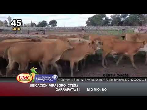 Lote 40 Terneros/as en Virasoro, Corrientes