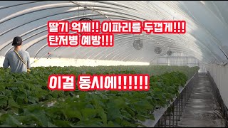 딸기 억제!!! 이파리를 두껍게!!! 탄저병 예방을 동시에하는 엽면시비 방법!!!! 아직도 몰라???