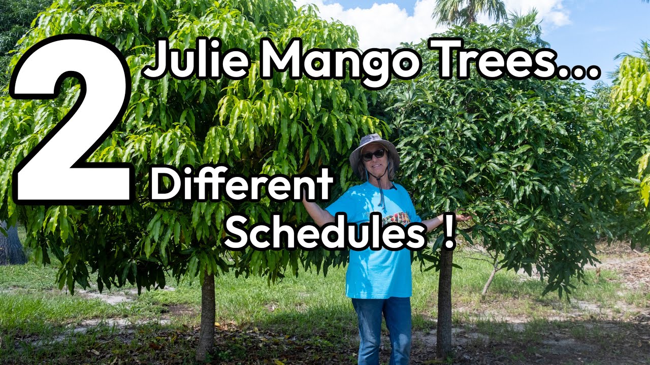Two 'Julie' Mango Trees...Two Different Schedules!