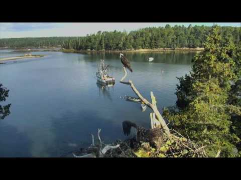 7/28/17 Bailey stretches her wings - Rachel egests a pellet - Audobon Hog Island Osprey Cam
