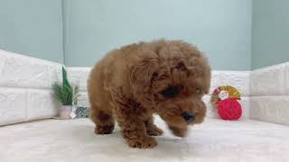 トイプードルの動画01