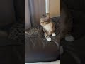 Cat Growls And Attempts To Bite Her Wagging Tail 1490647