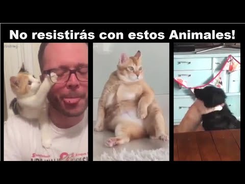 Animales Graciosos/Chistosos - Funny Animals [Comedy] Volumen 5