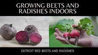 Growing Beets And Radishes Indoors With LED Lights, Is It Possible  With 30 Day Progress Update
