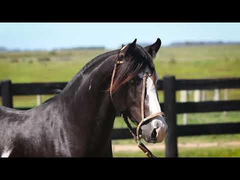 Lote 02 QUE TAL DA TAMANCA