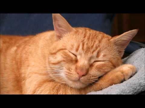 1 HOUR OF FUNNY CUTE CAT PURRING SMOOTHLY FOR HAPPY CAT